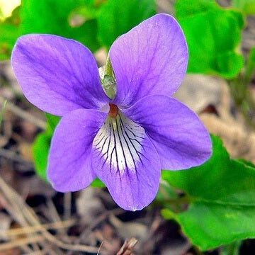 Sweet Violet Seeds