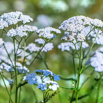 Common Yarrow Seeds - Herbal Plant