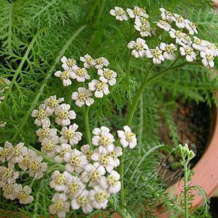 Common Yarrow Seeds - Herbal Plant