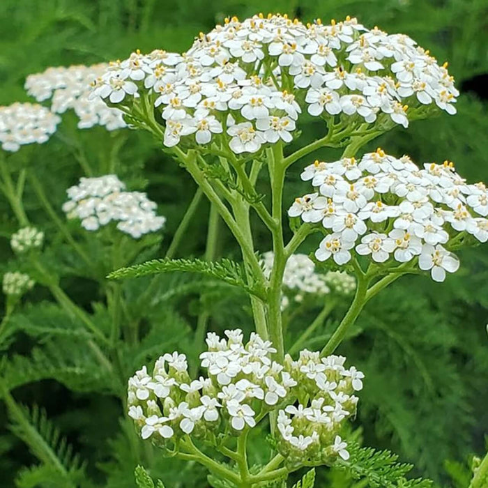Common Yarrow Seeds - Herbal Plant