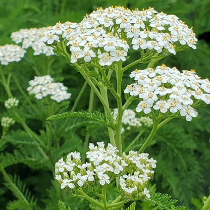 Common Yarrow Seeds - Herbal Plant