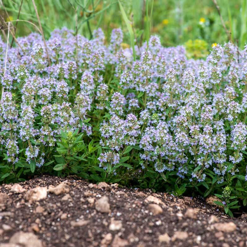 Common thyme seeds - Vegetable Plant