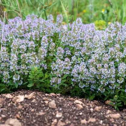 Common thyme seeds - Vegetable Plant