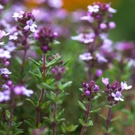 Common thyme seeds - Vegetable Plant
