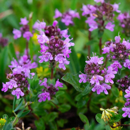 Common thyme seeds - Vegetable Plant
