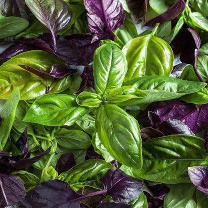 Compact Basil Seeds - Heirloom Herbal Plant for Home Gardens