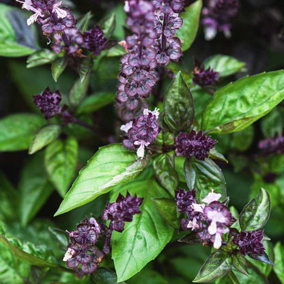 Compact Basil Seeds - Heirloom Herbal Plant for Home Gardens