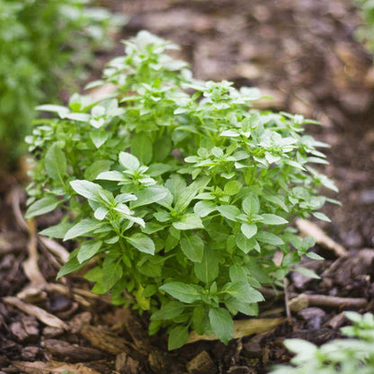 Compact Basil Seeds - Heirloom Herbal Plant for Home Gardens