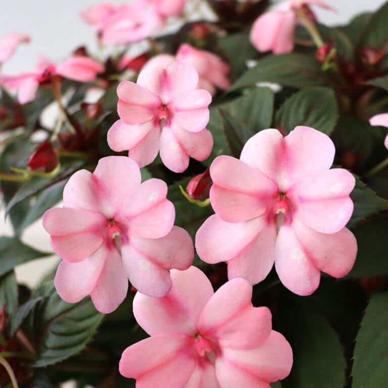 Compact Blush Pink SunPatiens Seeds - Heirloom Flower Plant for Home Gardens