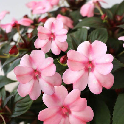 Compact Blush Pink SunPatiens Seeds - Heirloom Flower Plant for Home Gardens