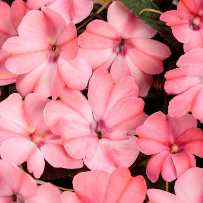 Compact Blush Pink SunPatiens Seeds - Heirloom Flower Plant for Home Gardens