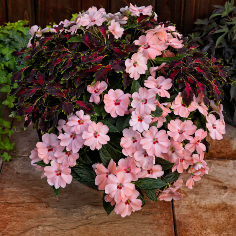 Compact Blush Pink SunPatiens Seeds - Heirloom Flower Plant for Home Gardens