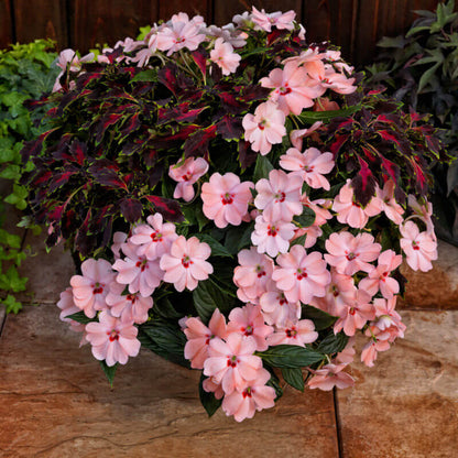 Compact Blush Pink SunPatiens Seeds - Heirloom Flower Plant for Home Gardens