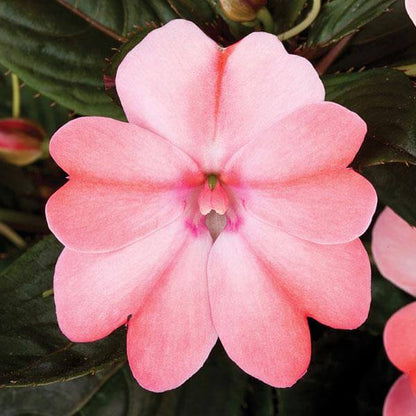 Compact Blush Pink SunPatiens Seeds - Heirloom Flower Plant for Home Gardens