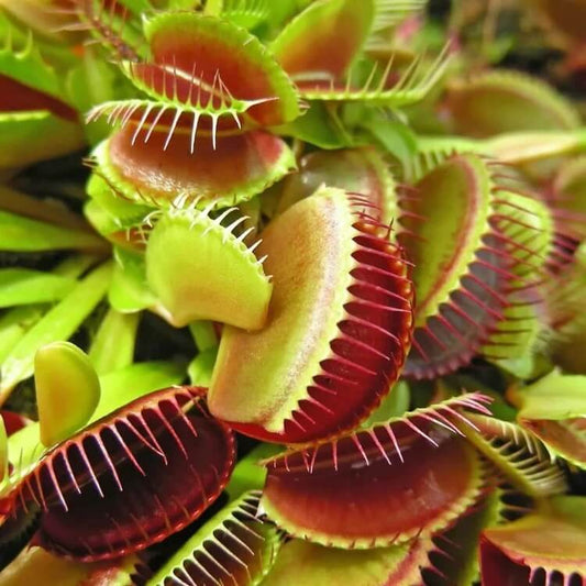 Compact Carnivorous Plant Seeds