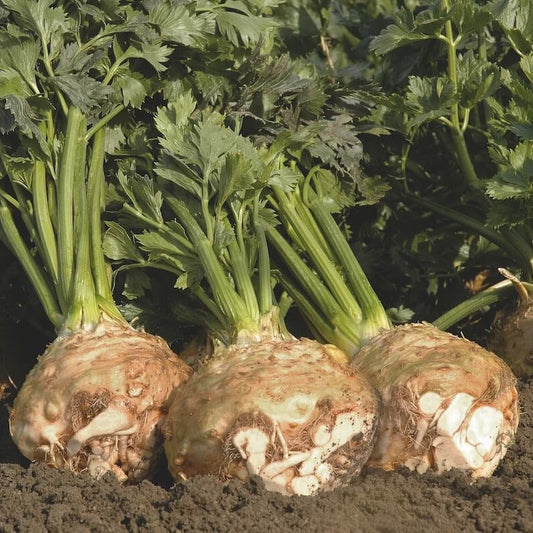 Compact Celeriac Seeds