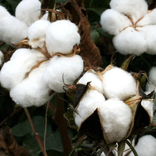 Compact Cotton Seeds - Herbal Plant for Home Gardens