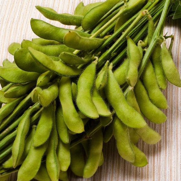 Compact Edamame Seeds 