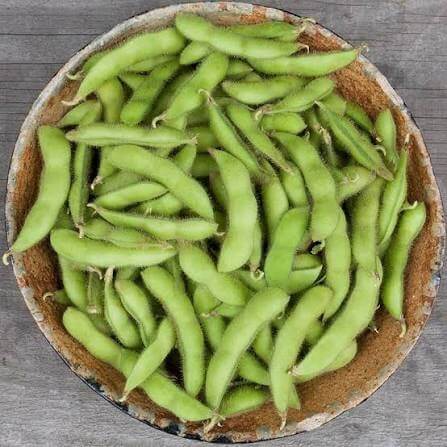 Compact Edamame Seeds 