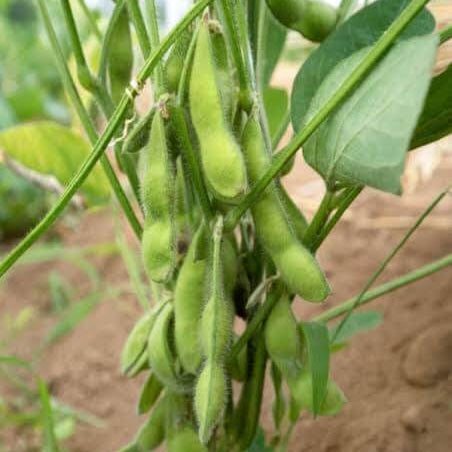 Compact Edamame Seeds 
