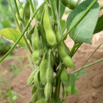 Compact Edamame Seeds 