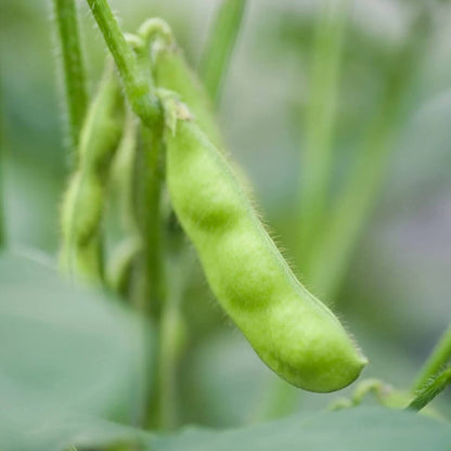Compact Edamame Seeds 