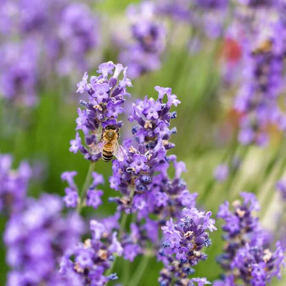 Compact Lavender Seeds - Herbal Plant