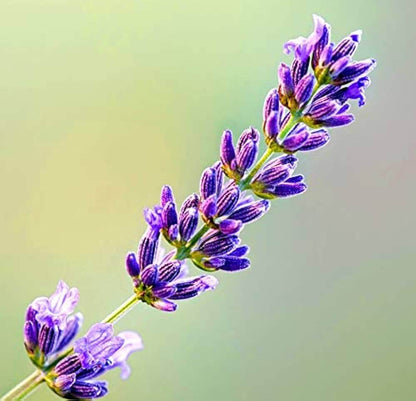 Compact Lavender Seeds - Herbal Plant