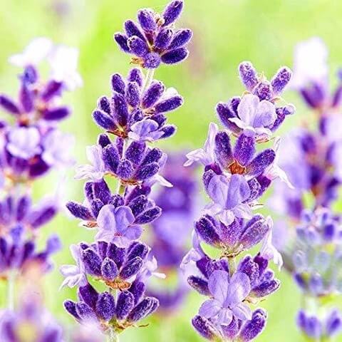 Compact Lavender Seeds - Herbal Plant
