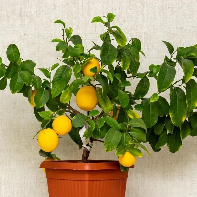 Compact Lemon Tree Seeds