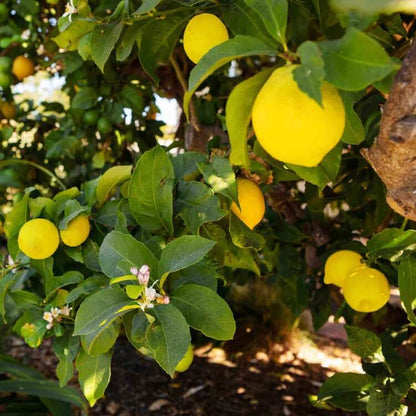 Compact Lemon Tree Seeds