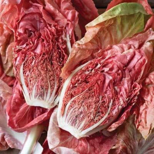 Compact Radicchio Seeds