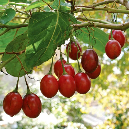 Compact Tamarillo Seeds - Fruit Plant for Home Gardens
