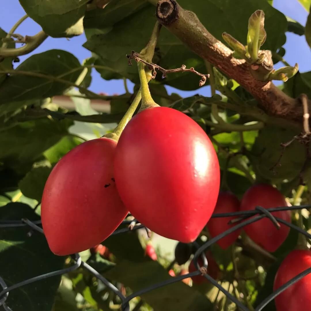 Compact Tamarillo Seeds - Fruit Plant for Home Gardens