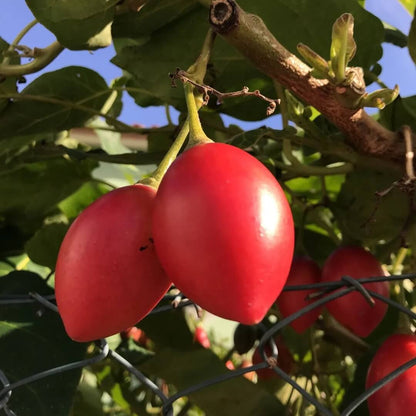 Compact Tamarillo Seeds - Fruit Plant for Home Gardens