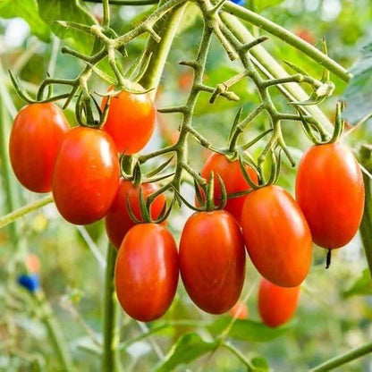 Compact Tamarillo Seeds - Fruit Plant for Home Gardens