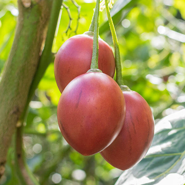 Compact Tamarillo Seeds - Fruit Plant for Home Gardens