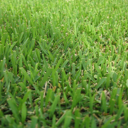 Compadre Zoysia Seeds