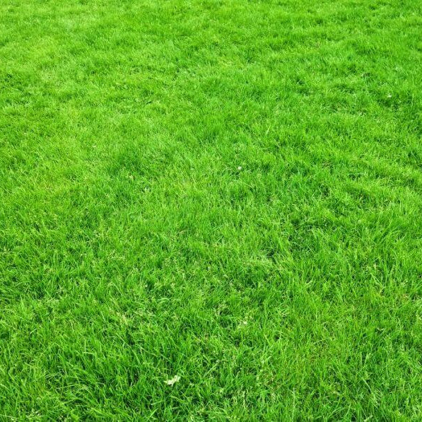 Compadre Zoysia Seeds