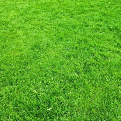 Compadre Zoysia Seeds