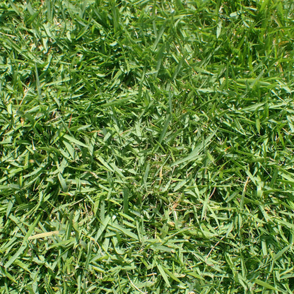 Compadre Zoysia Seeds