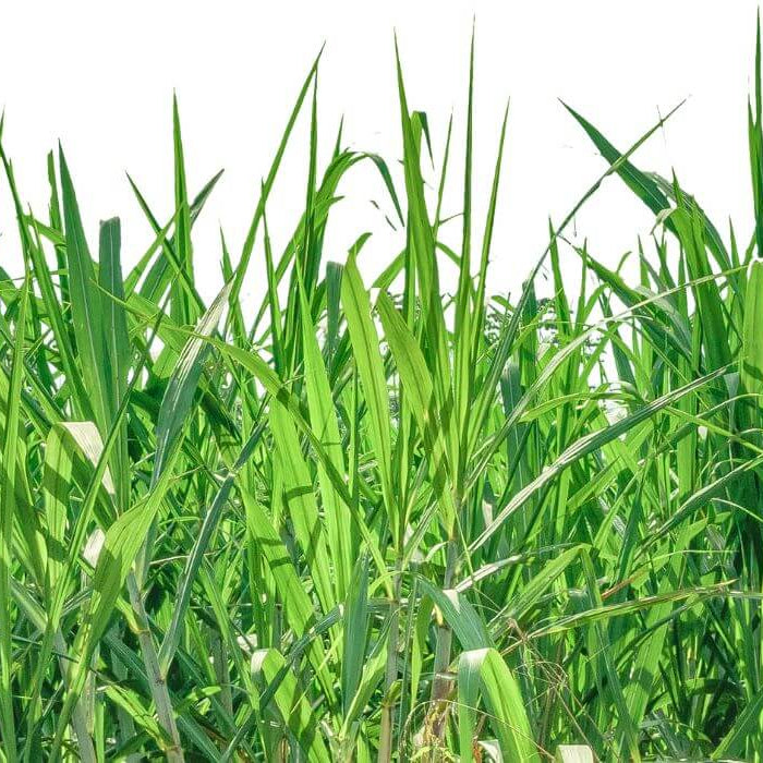 Compadre Zoysia Seeds