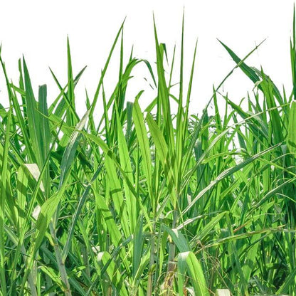 Compadre Zoysia Seeds