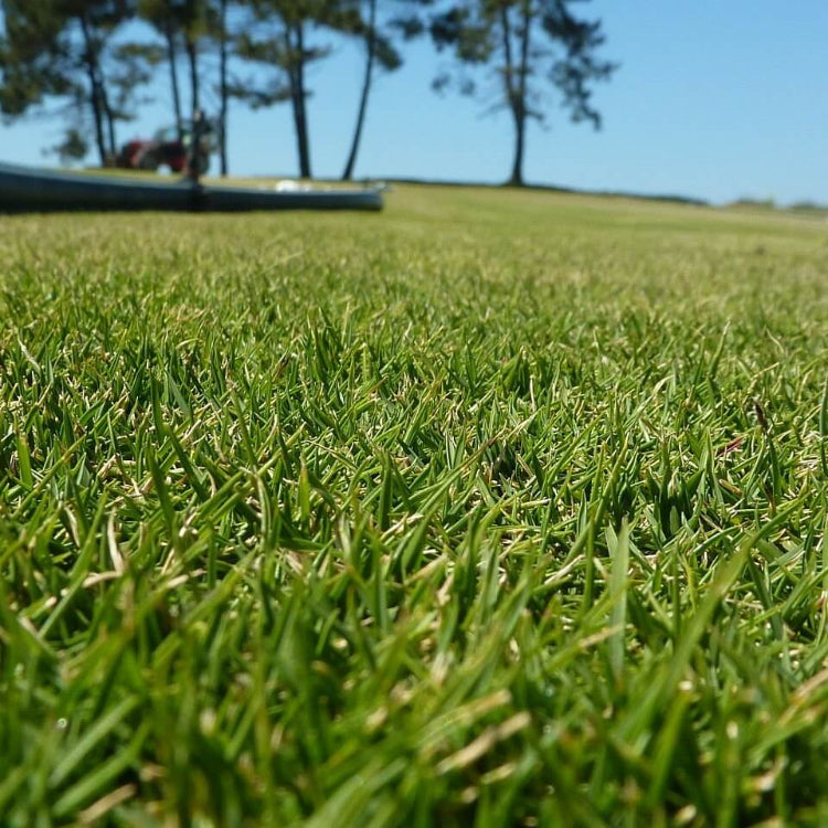 Compadre Zoysia Seeds