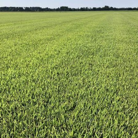 Compadre Zoysia Seeds