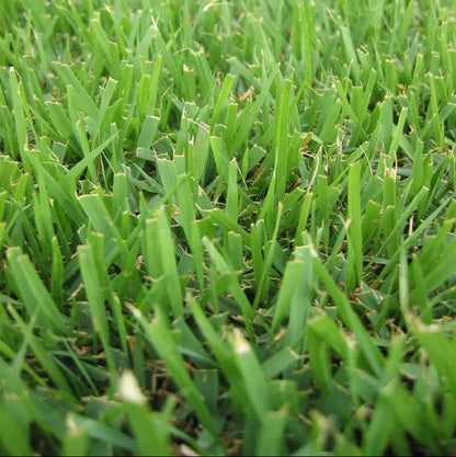 Compadre Zoysia Seeds
