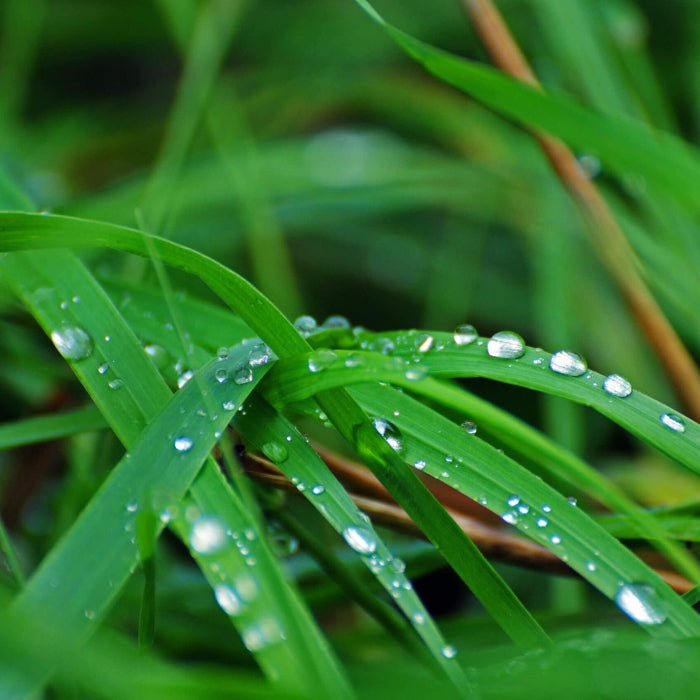 Compadre Zoysia Seeds