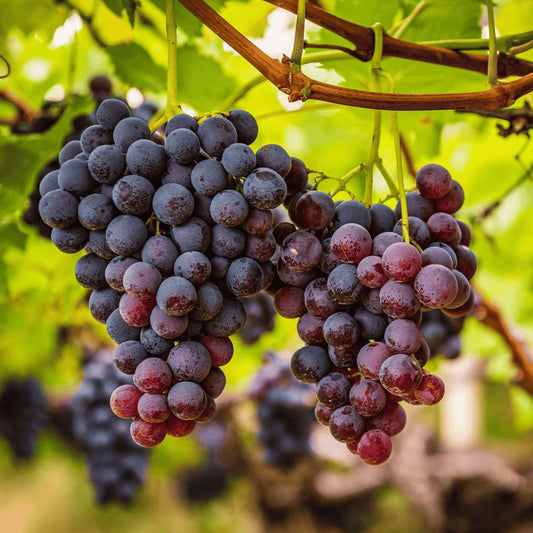 Concord Grape Seeds 