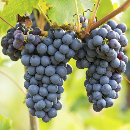 Concord Grape Seeds 