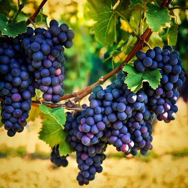 Concord Grape Seeds 